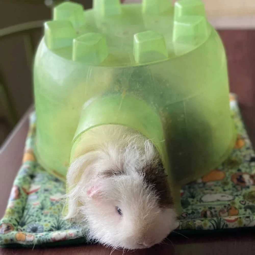 Guinea Pig Fleece P Piddle Pad Pair 11” Lot 2 Limited Supply Reversible NEW